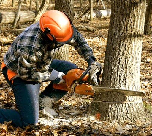 Tree Removal in Presque Isle, WI